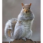 The squirrel society