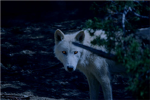 ~Team WereWolves~ *Fan club*