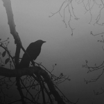 Crow'
