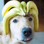Dogs not cats!
