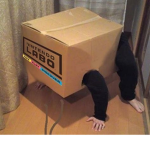 The box community of insane