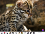 Kitty Kitty Kitty Group