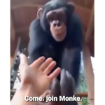 cool monke hangout