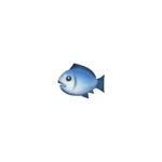 144p fish.