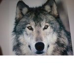Wolf buds