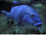 fish2222