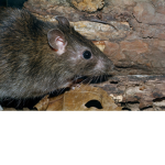 Rats. United. Kingdom.
