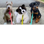 Who likes doggys