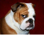 ~Georgia Bulldogs~