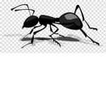 we are Ants