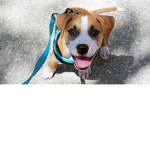 dog12