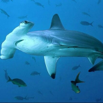 shark lil fellas