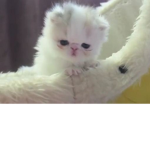 <3 tay