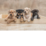 PUPPY PAL'S