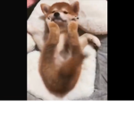 JOIN MY GROUP IF YOU LOVE ANIMALS!