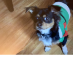 Jorgito