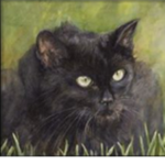 The Cat Fan Group! Meow!