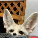 vulpix ৲
