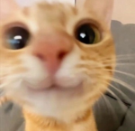 team MaxiCat