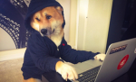 RGX Doggy