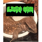 #LIZARD GANG