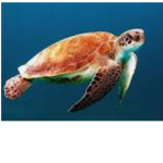 turtles are holy.