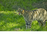 wildcat fans