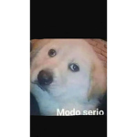 Memopollo
