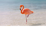 Flamingos friends