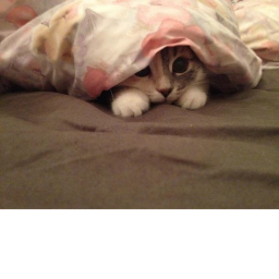 cat con