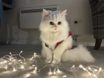 Sophie's kitties