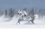 Lost Creek Riding School