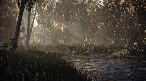 Summer Forest