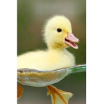 Duck Fam :D