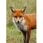 #Foxes