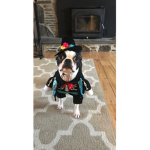 Brutus the boss