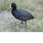 Island/Booga booga group.