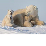 *~Polar bears~*
