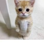 El Gatos United