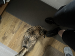 cat foundation 201