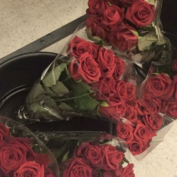 🌹 . .