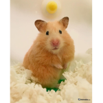 CandyHamster