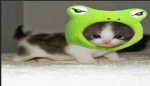 Cats studio?