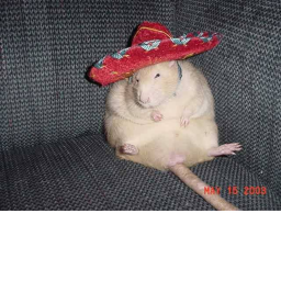 Rat Hangout