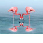 Flaming Flamingo’s