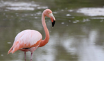 Flamingo groupppppp