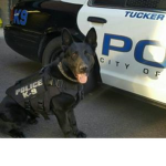 Doggie Police