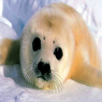 Baby Seal Roblox decal