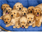 I <3 dogs
