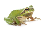 Epic frog group